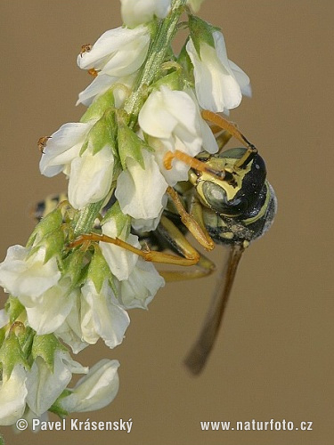 Polistes gallicus