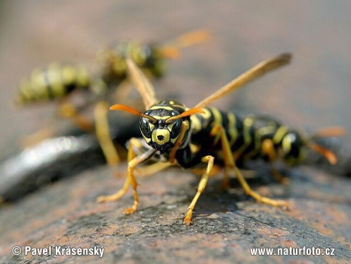 Polistes gallicus