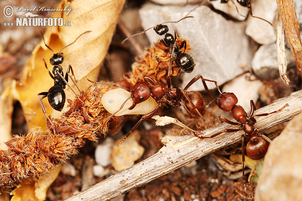 Polyergus rufescens