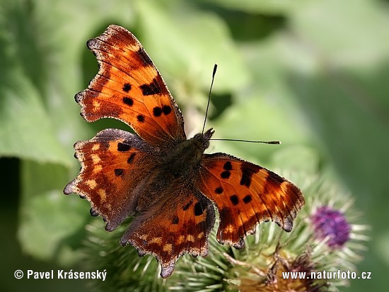 Polygonia c-album