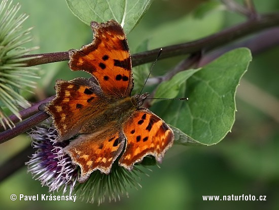 Polygonia c-album