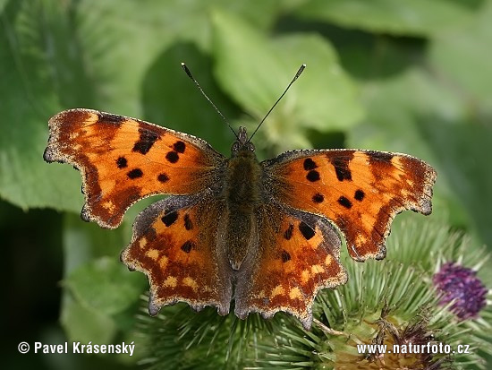 Polygonia c-album