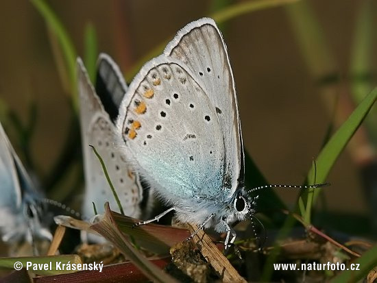 Polyommatus amandus