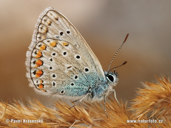 Polyommatus icarus