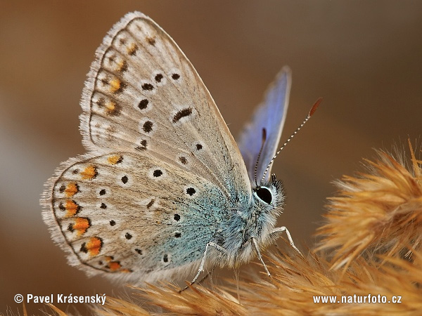 Polyommatus icarus