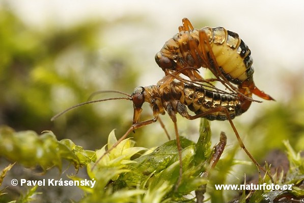 Pośnieżek zielony