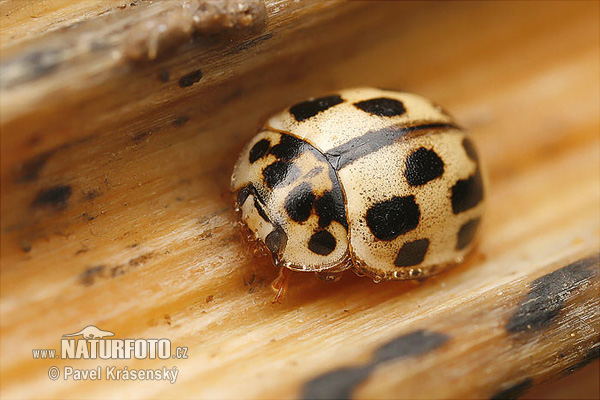 Propylea quatuordecimpunctata