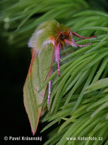 Pseudoips prasinanus