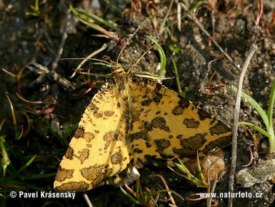 Pseudopanthera macularia