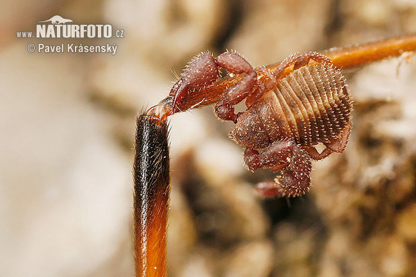 Pseudoscorpion