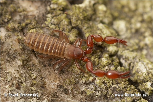 Pseudoscorpions