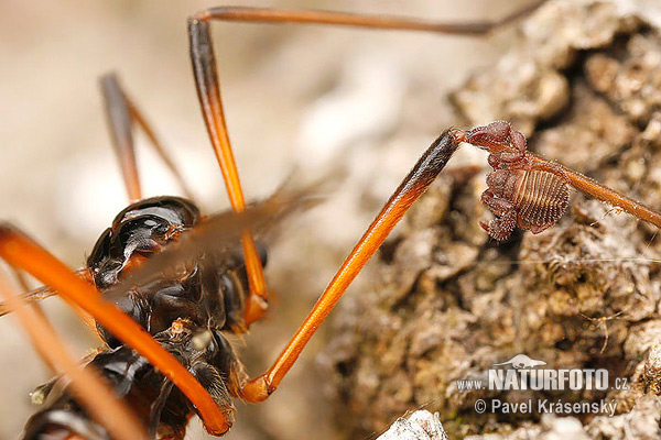 Pseudoscorpions