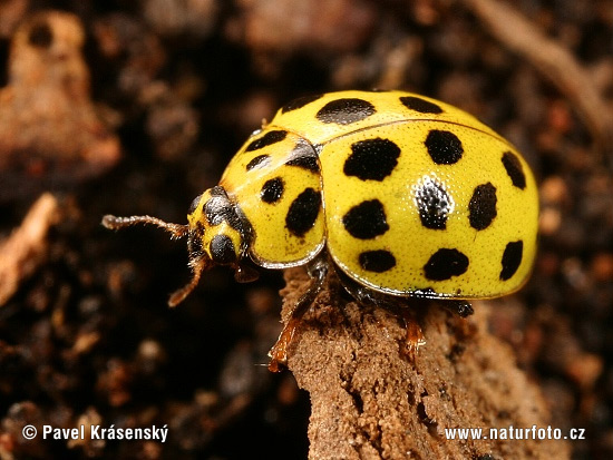 Psyllobora, vigintiduopunctata