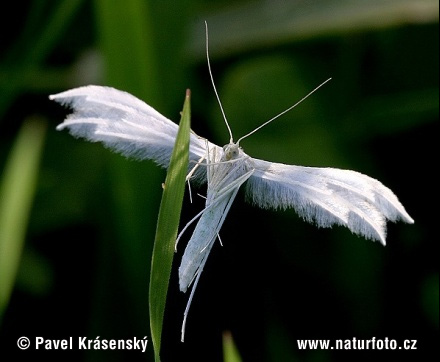 Pterophorus pentadactyla