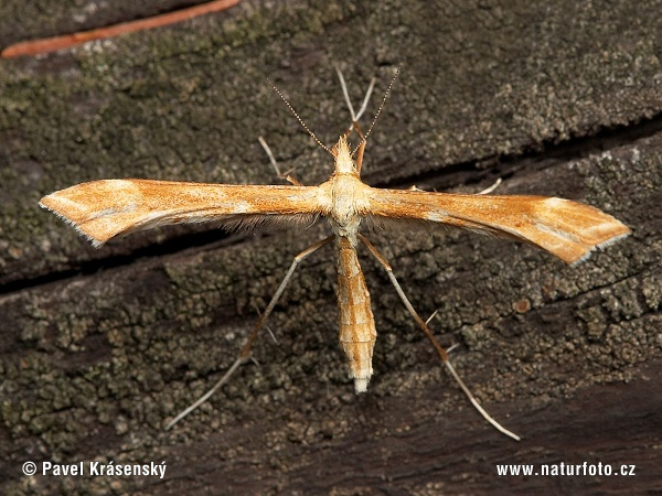 Pterophorus sp.