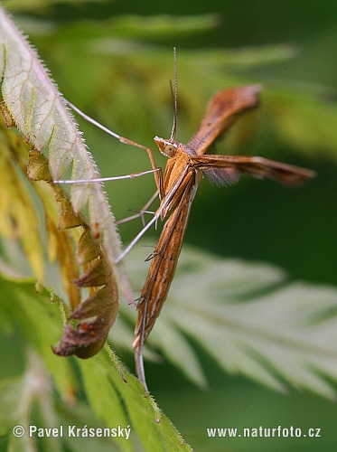 Pterophorus sp.