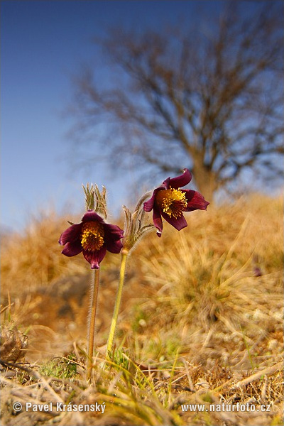 Pulsatilla pratensis subsp. bohemica