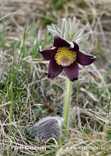 Pulsatilla pratensis subsp. bohemica