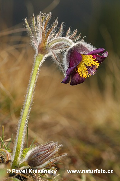 Pulsatilla pratensis subsp. bohemica