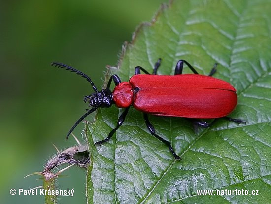 Pyrochroa coccinea