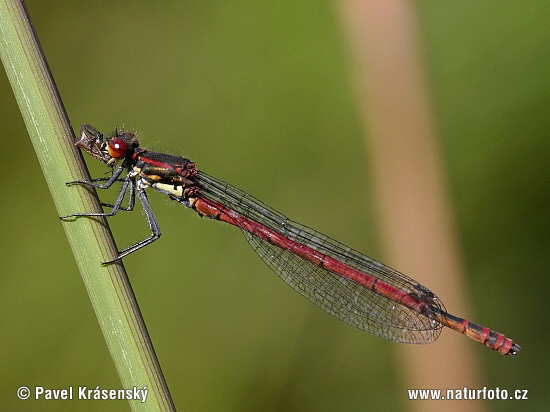 Pyrrhosoma nymphula