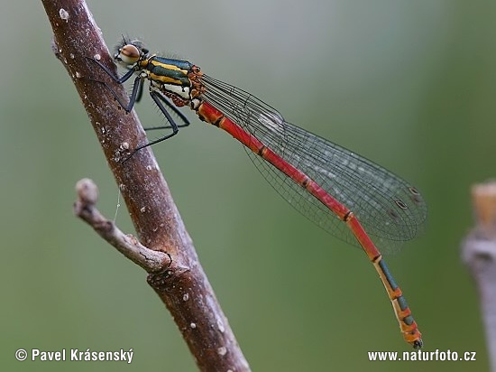 Pyrrhosoma nymphula