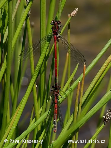 Pyrrhosoma nymphula