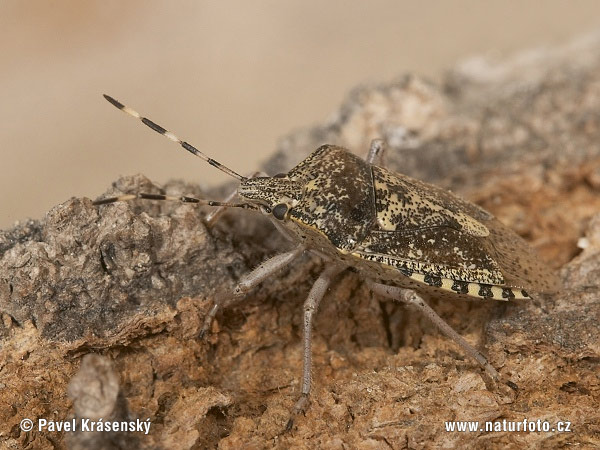 Raphigaster nebulosa