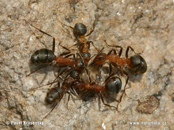 Raptiformica sanguinea