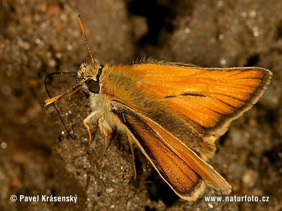 Raudonbuožis storgalvis