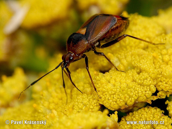 Red Capsid Bug (Deraeocoris ruber)