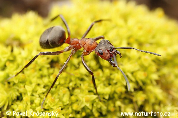 Reddish-brown European ant (Formica rufa)