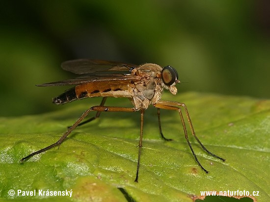 Rhagio sp.
