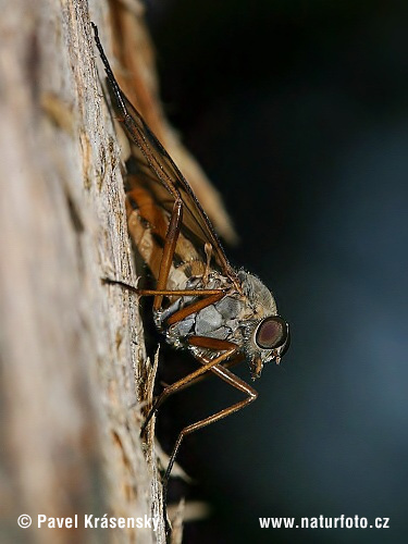 Rhagio sp.