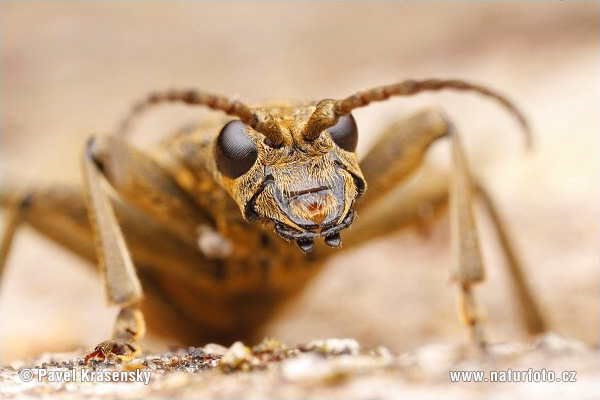 Rhagium mordax