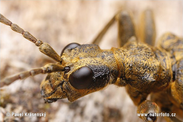 Rhagium mordax