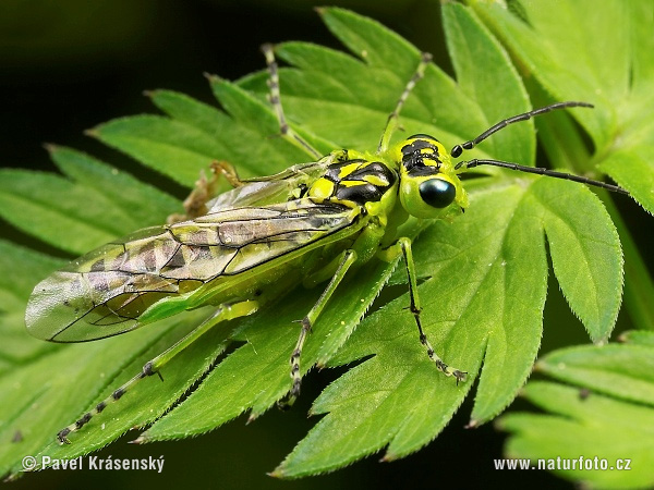 Rhogogaster viridis