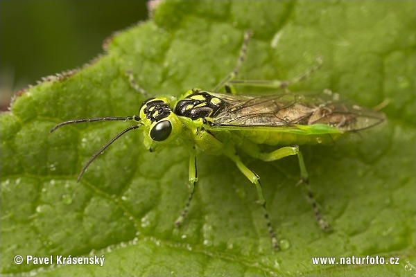 Rhogogaster viridis