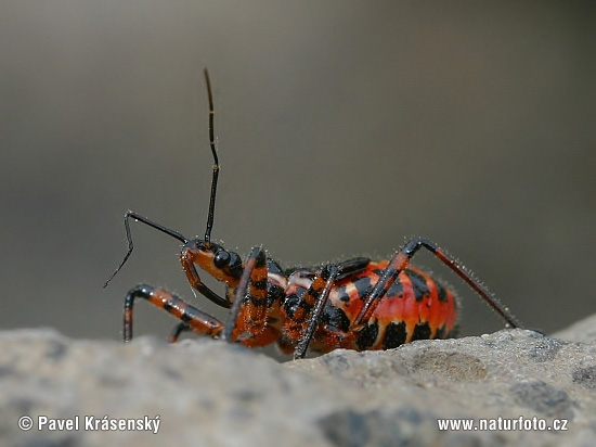 Rhynocoris iracundus