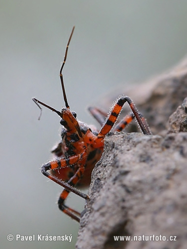 Rhynocoris iracundus