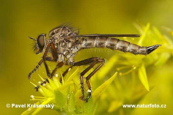 Robber Fly (Diptera)