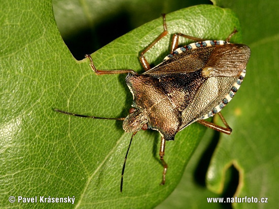 Rödbent stinkfly