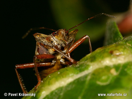 Rödbent stinkfly