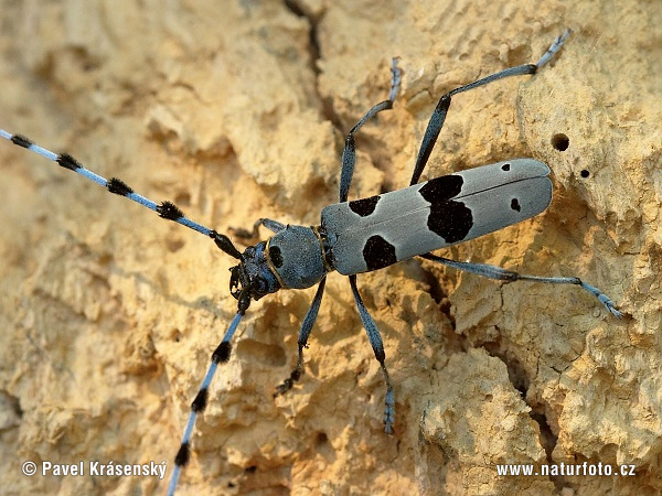 Rosalia alpina