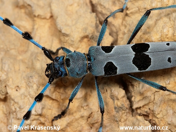 Rosalia alpina