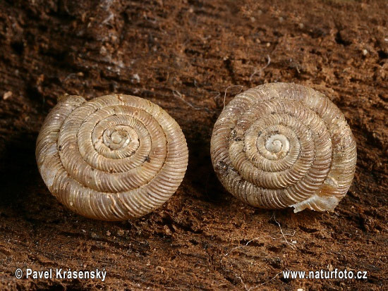 Rounded Snail (Discus rotundatus)