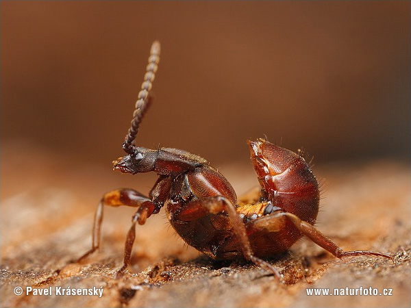 Rove Beetle (Lomechusoides strumosus)