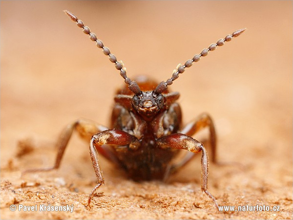 Rove Beetle (Lomechusoides strumosus)
