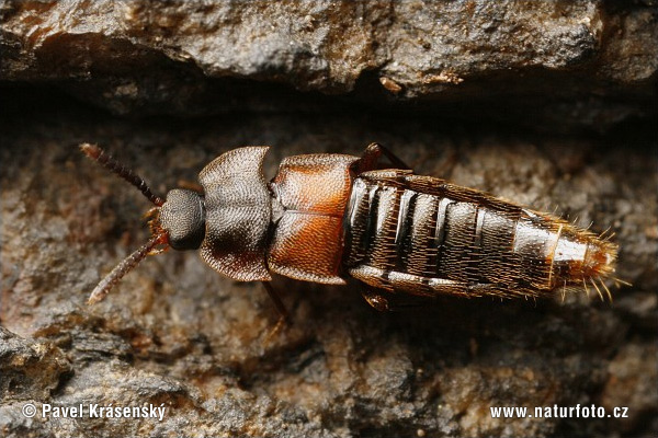 Rove Beetle (Dinarda dentata)