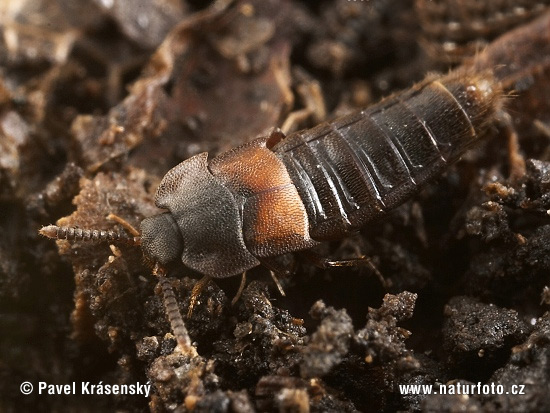 Rove Beetle (Dinarda dentata)